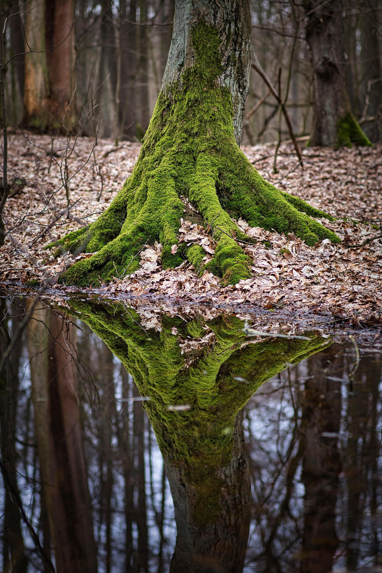 photo by direktessehen at pixabay.com